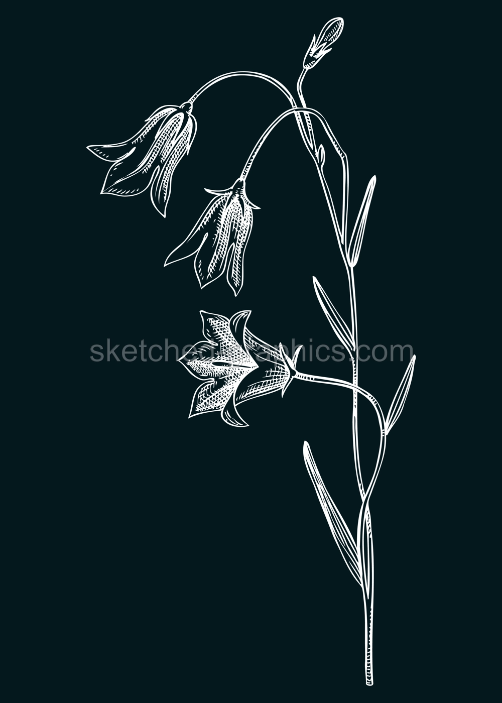 Harebell vector illustration. Hand drawn bluebell - summer flower sketch. Wildflower, meadows, weeds, flowering plant drawing on chalkboard. Floral design element in engraved style Illustration